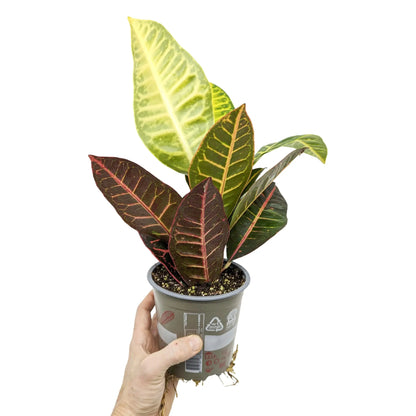 Codiaeum Petra - Croton Plant Leaf Culture