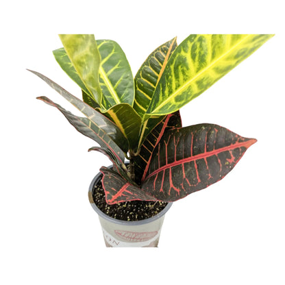 Codiaeum Petra - Croton Plant Leaf Culture