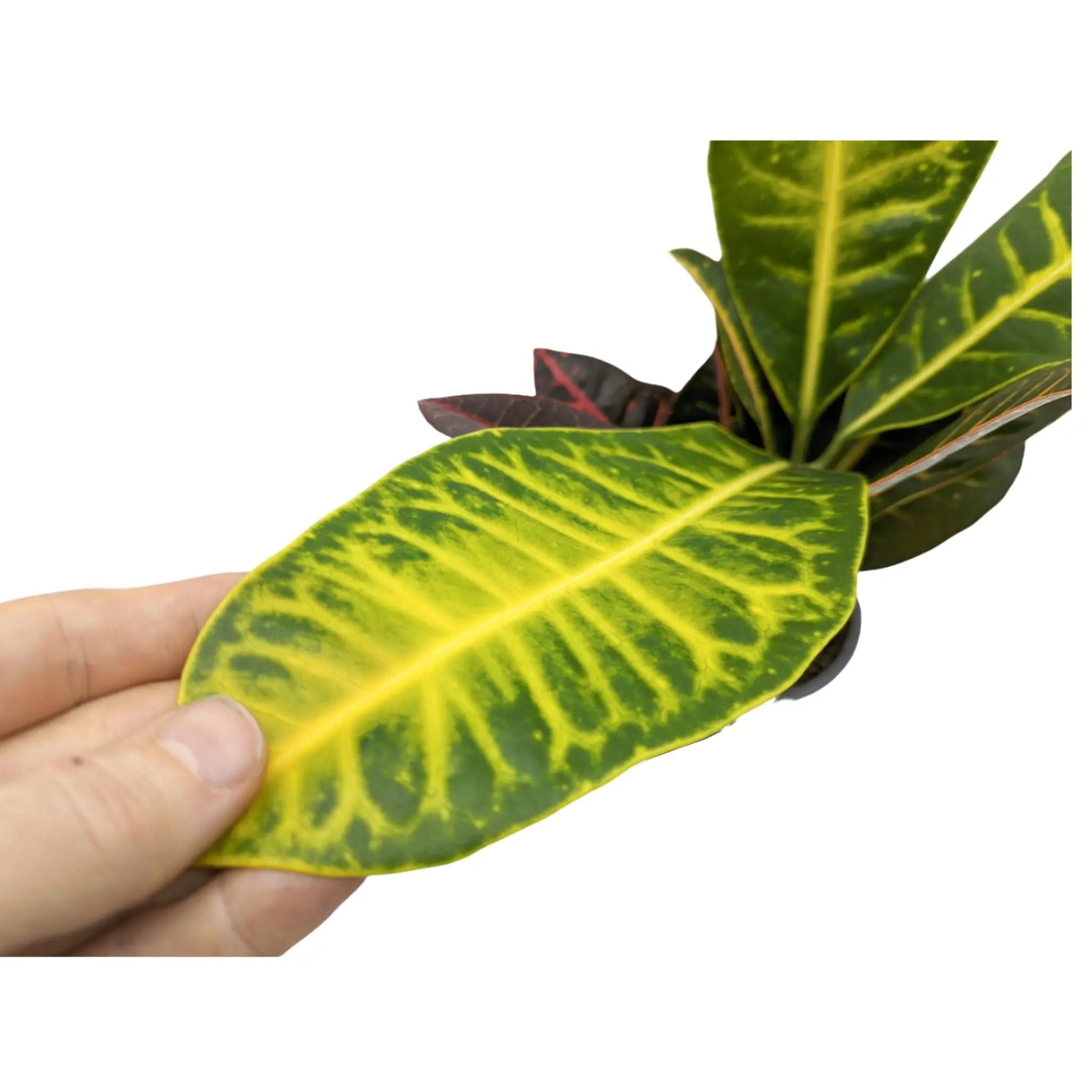 Codiaeum Petra - Croton Plant Leaf Culture