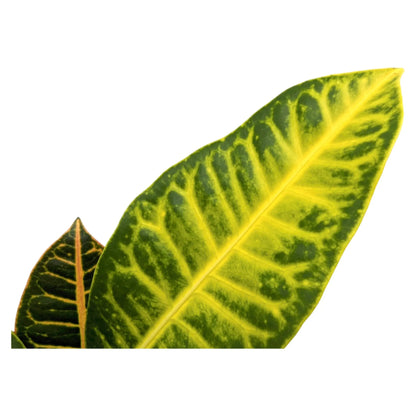 Codiaeum Petra - Croton Plant Leaf Culture