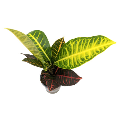 Codiaeum Petra - Croton Plant Leaf Culture