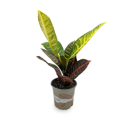 Codiaeum Petra - Croton Plant Leaf Culture