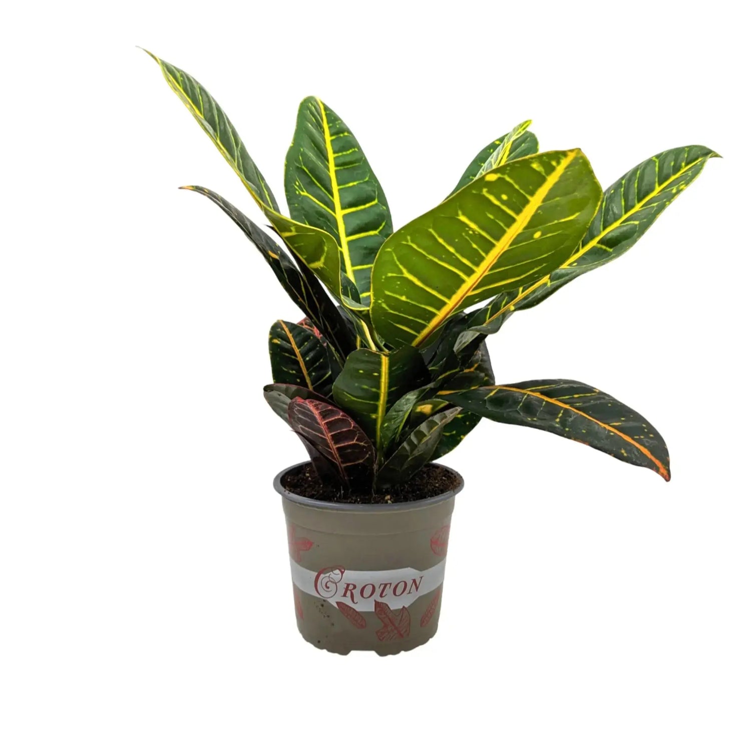 Codiaeum Petra - Croton Plant Leaf Culture