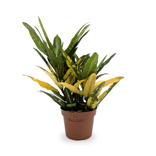 Codiaeum Sunny Star Leaf Culture