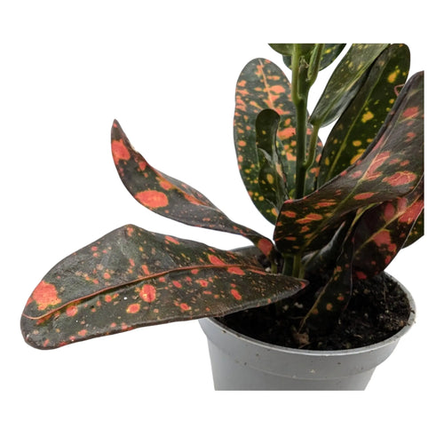 Codiaeum var Red Batik Leaf Culture