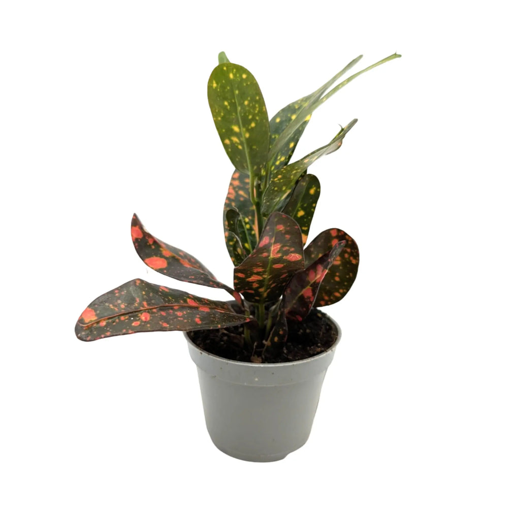 Codiaeum var Red Batik_5_thumb
