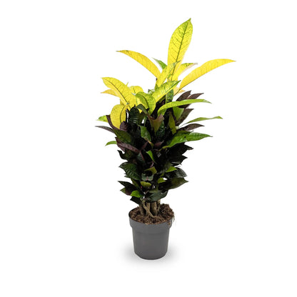 Codiaeum var. Mrs Iceton Leaf Culture