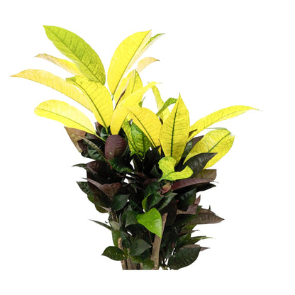 Codiaeum var. Mrs Iceton Leaf Culture