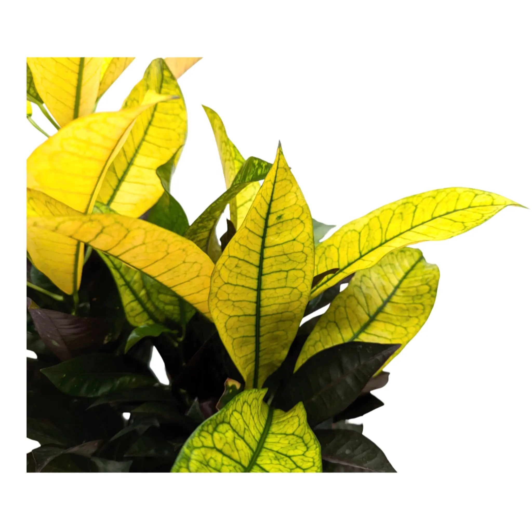 Codiaeum var. Mrs Iceton Leaf Culture