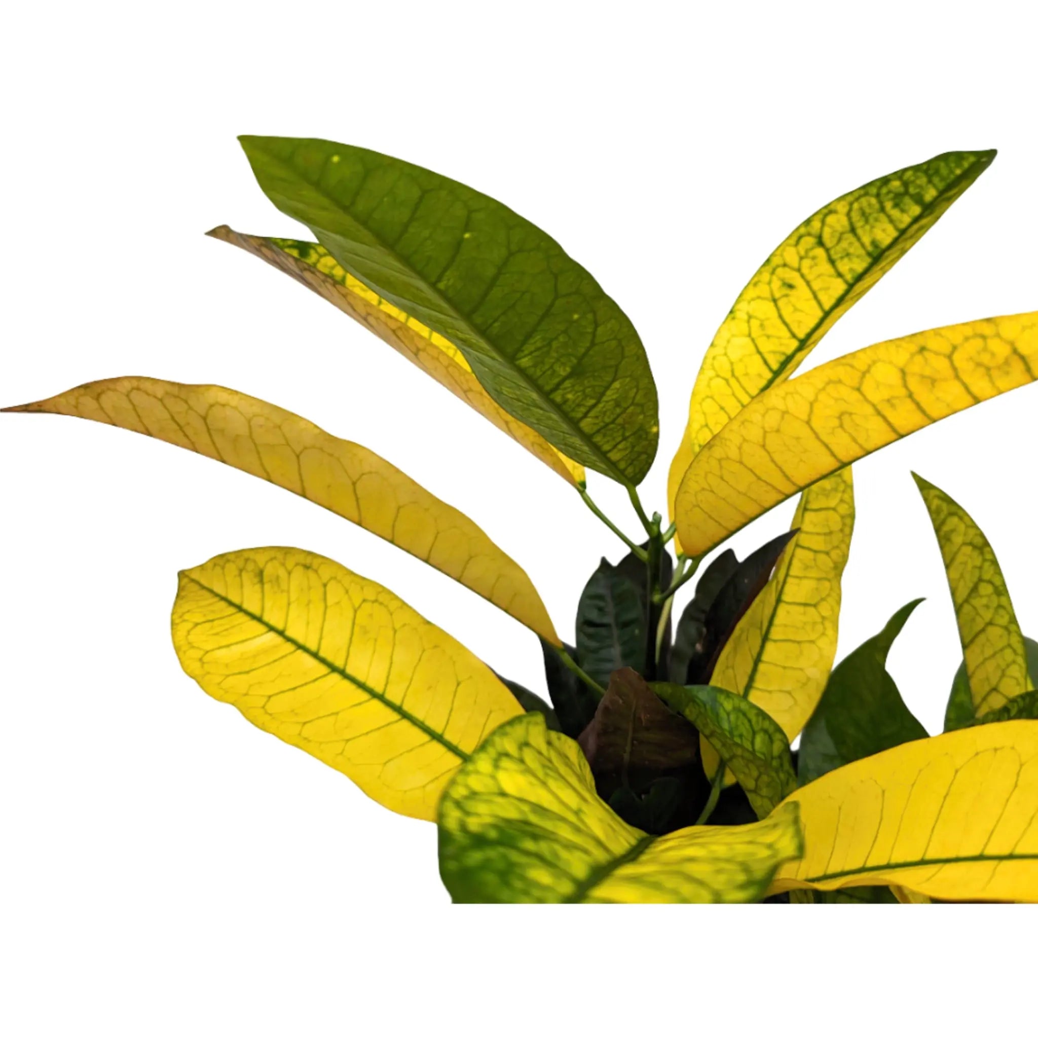 Codiaeum var. Mrs Iceton Leaf Culture