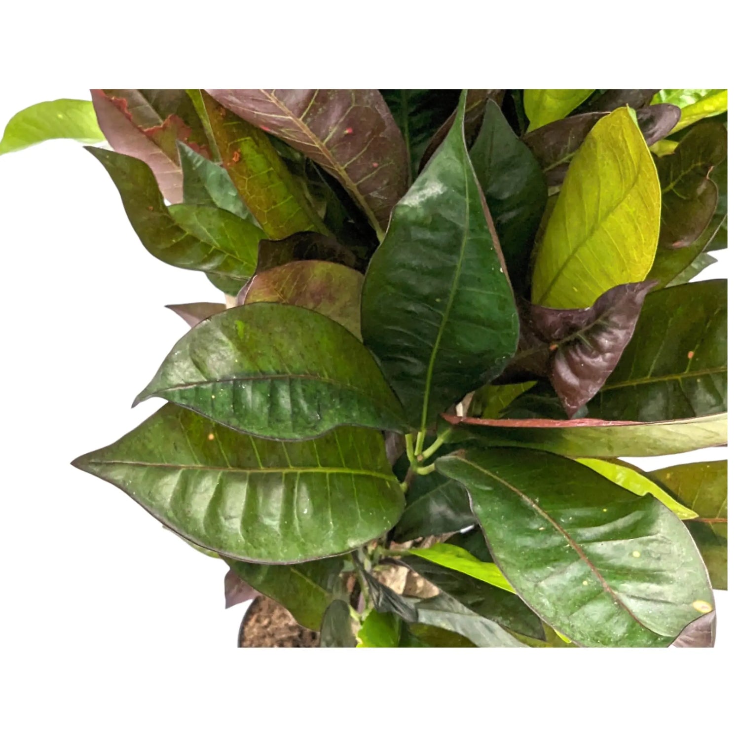 Codiaeum var. Mrs Iceton Leaf Culture