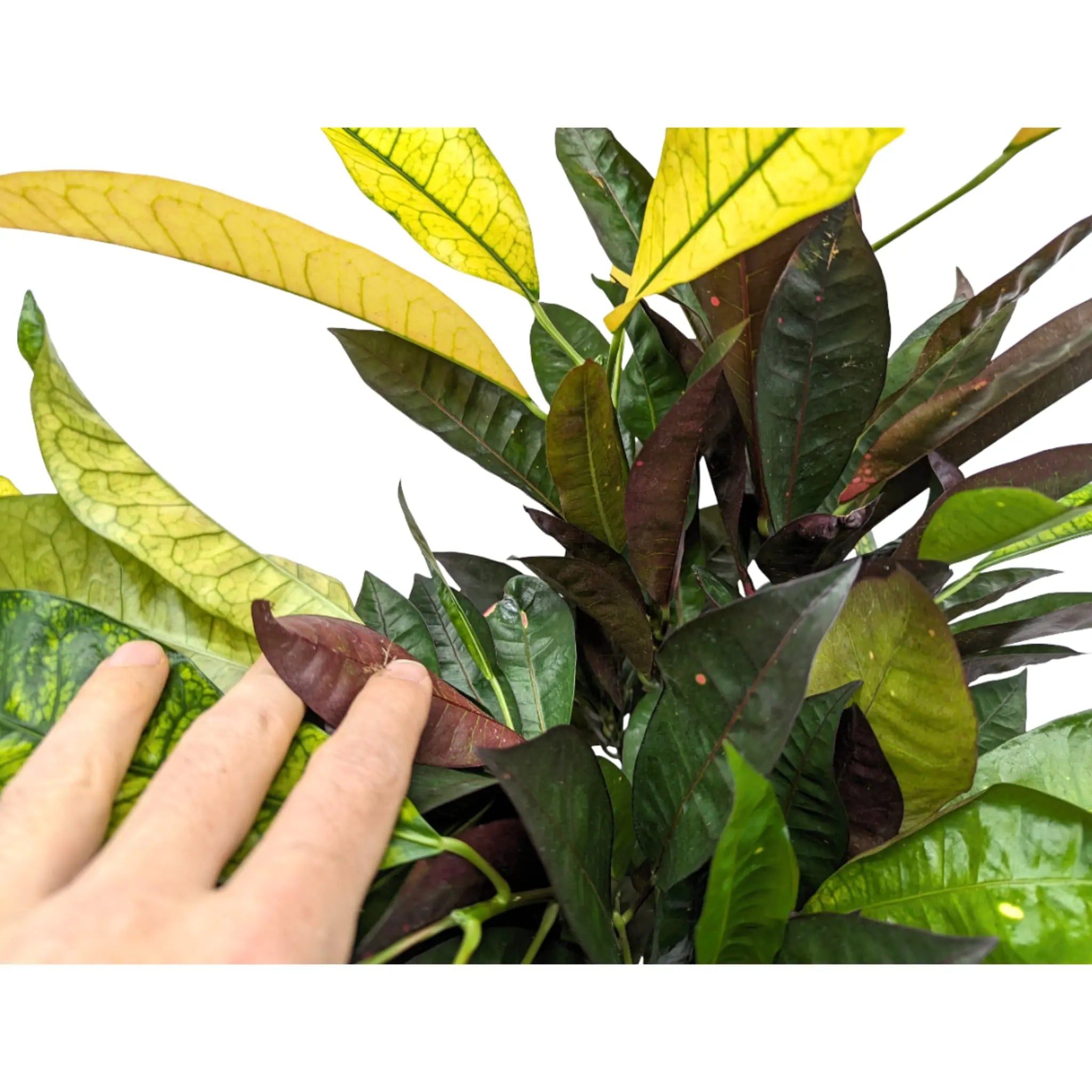 Codiaeum var. Mrs Iceton Leaf Culture