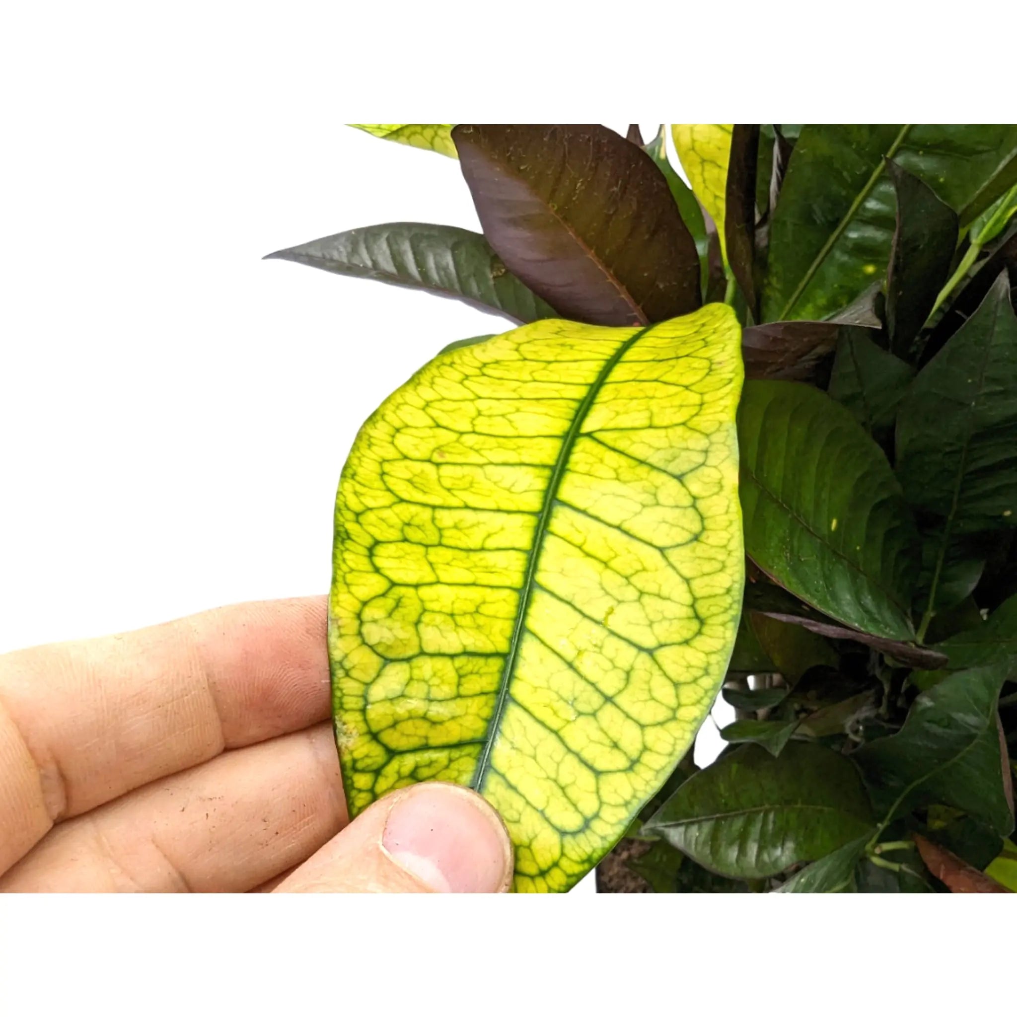 Codiaeum var. Mrs Iceton Leaf Culture