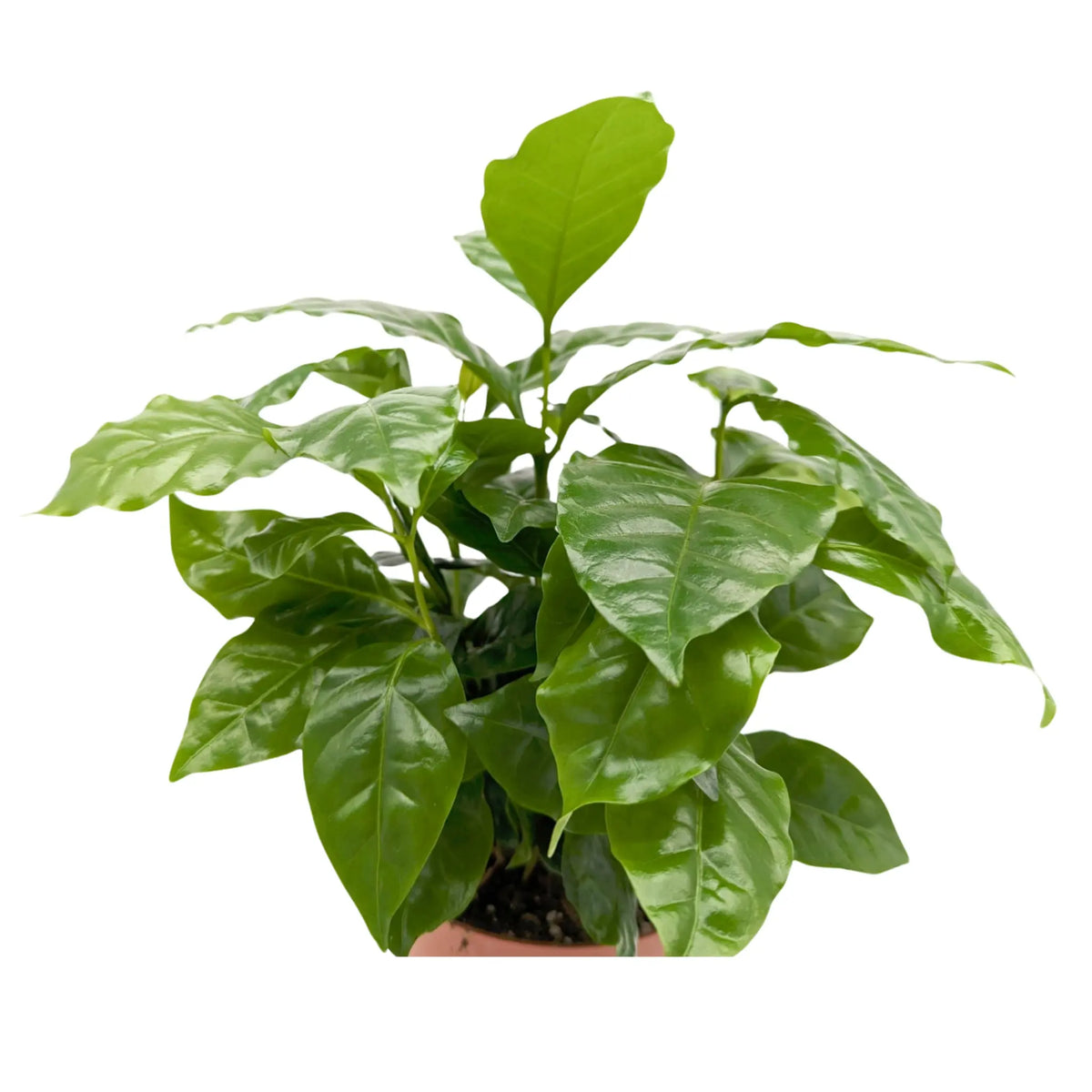 Coffea Arabica - Arabian coffee plant Leaf Culture