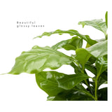 Coffea Arabica - Arabian coffee plant Leaf Culture