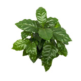 Coffea Arabica - Arabian coffee plant Leaf Culture