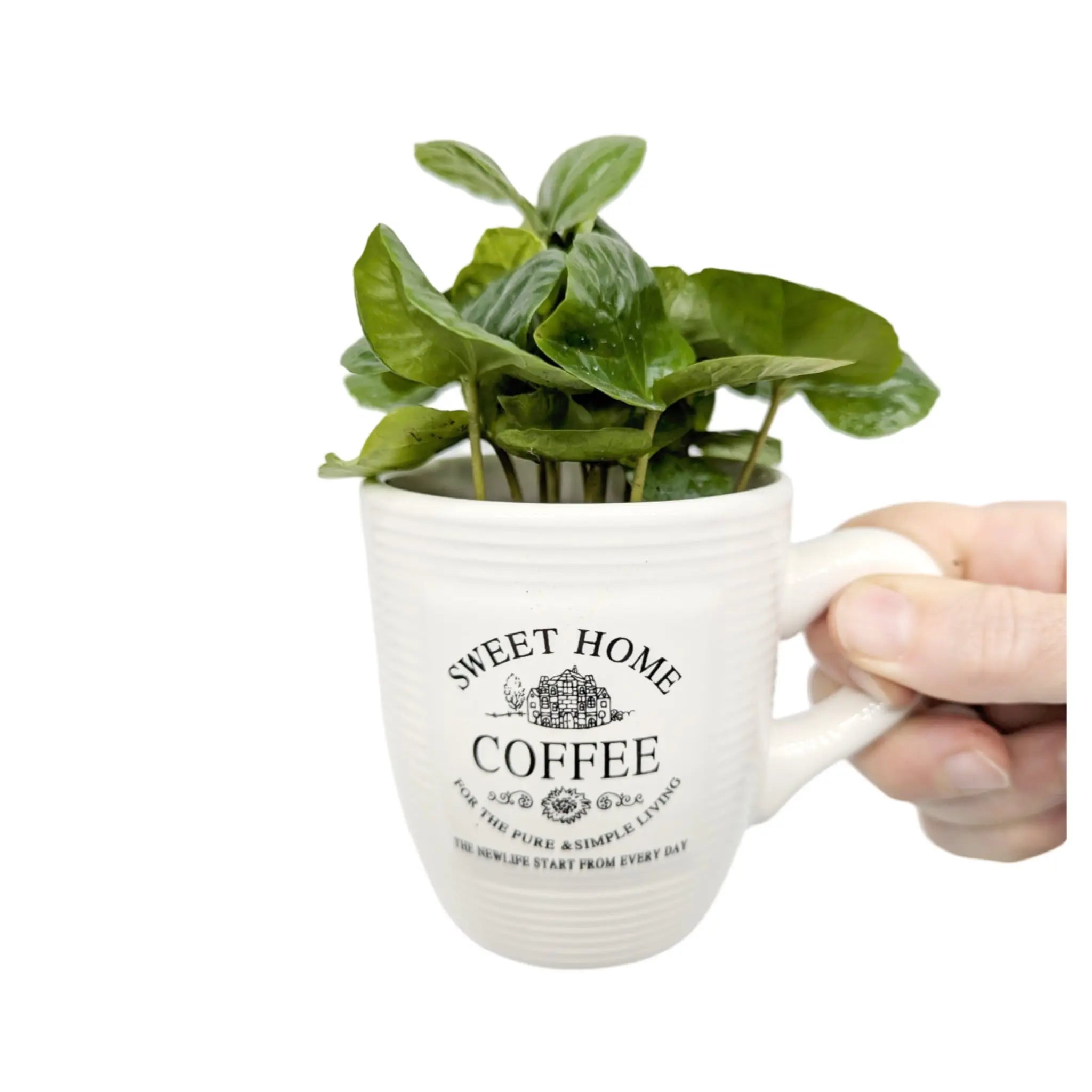 Coffea Arabica - Arabian coffee plant Leaf Culture