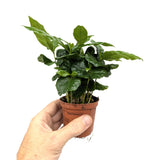 Coffea Arabica - Arabian coffee plant Leaf Culture