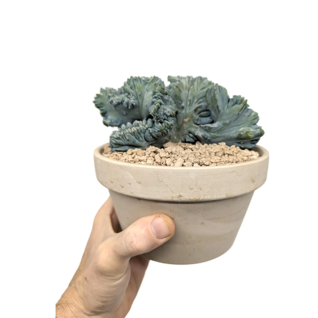 Collectable Cactus Leaf Culture