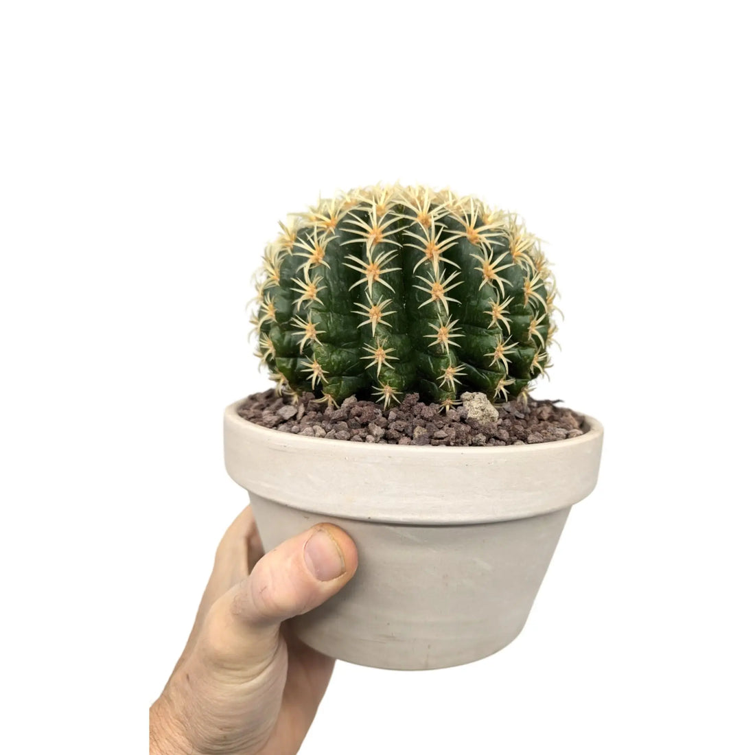 Collectable Cactus Leaf Culture