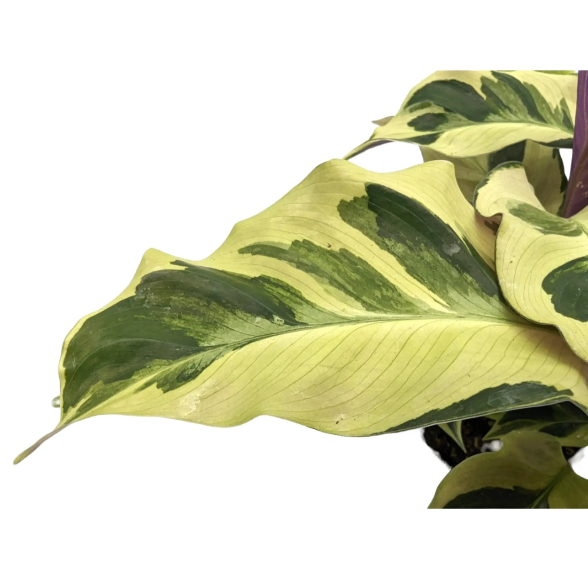 Copy of Calathea Fusion White Leaf Culture