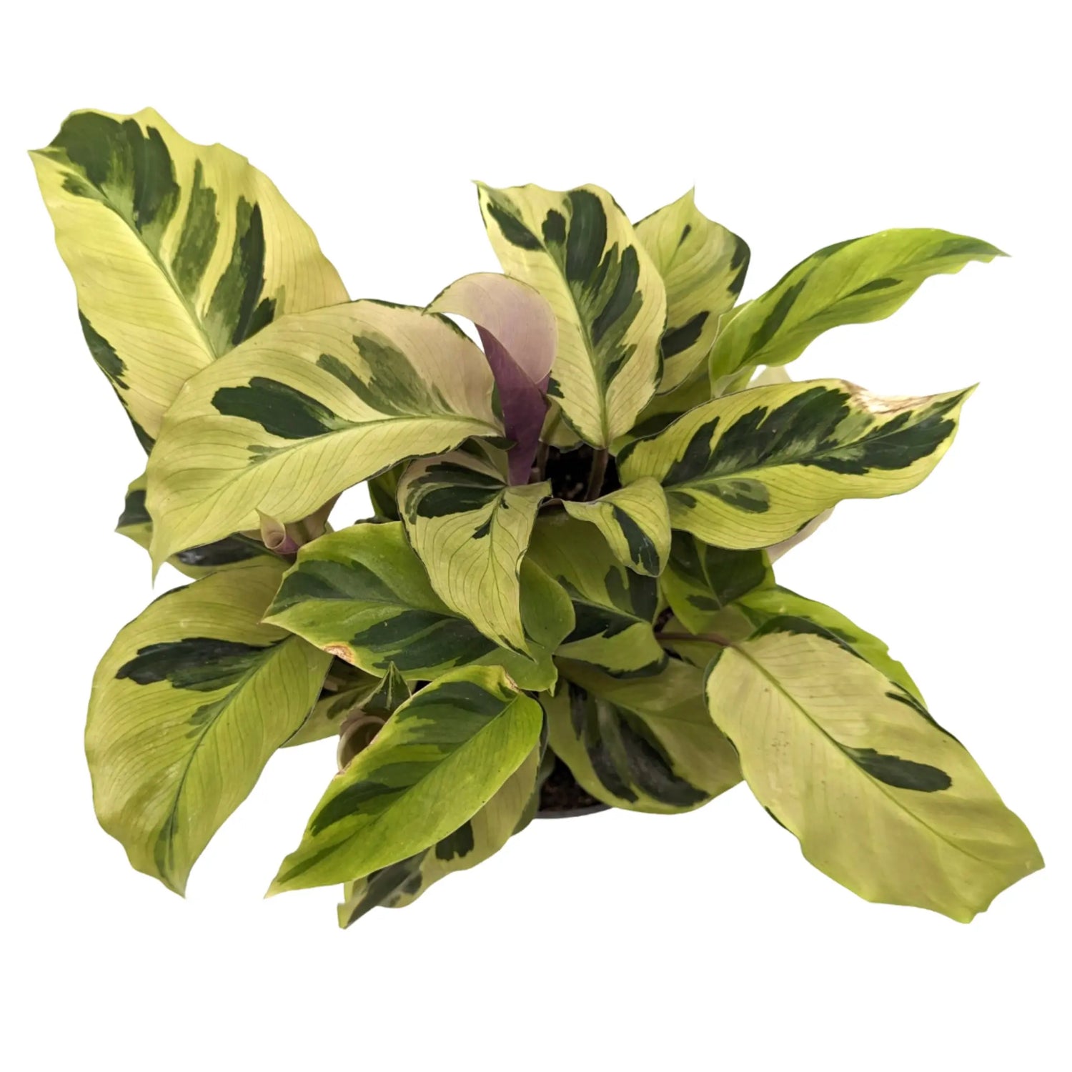 Copy of Calathea Fusion White Leaf Culture