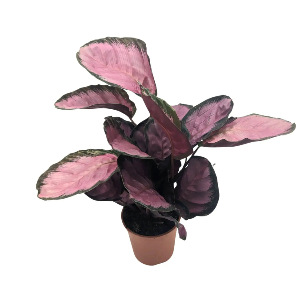 Calathea roseopicta Crimson_2_thumb
