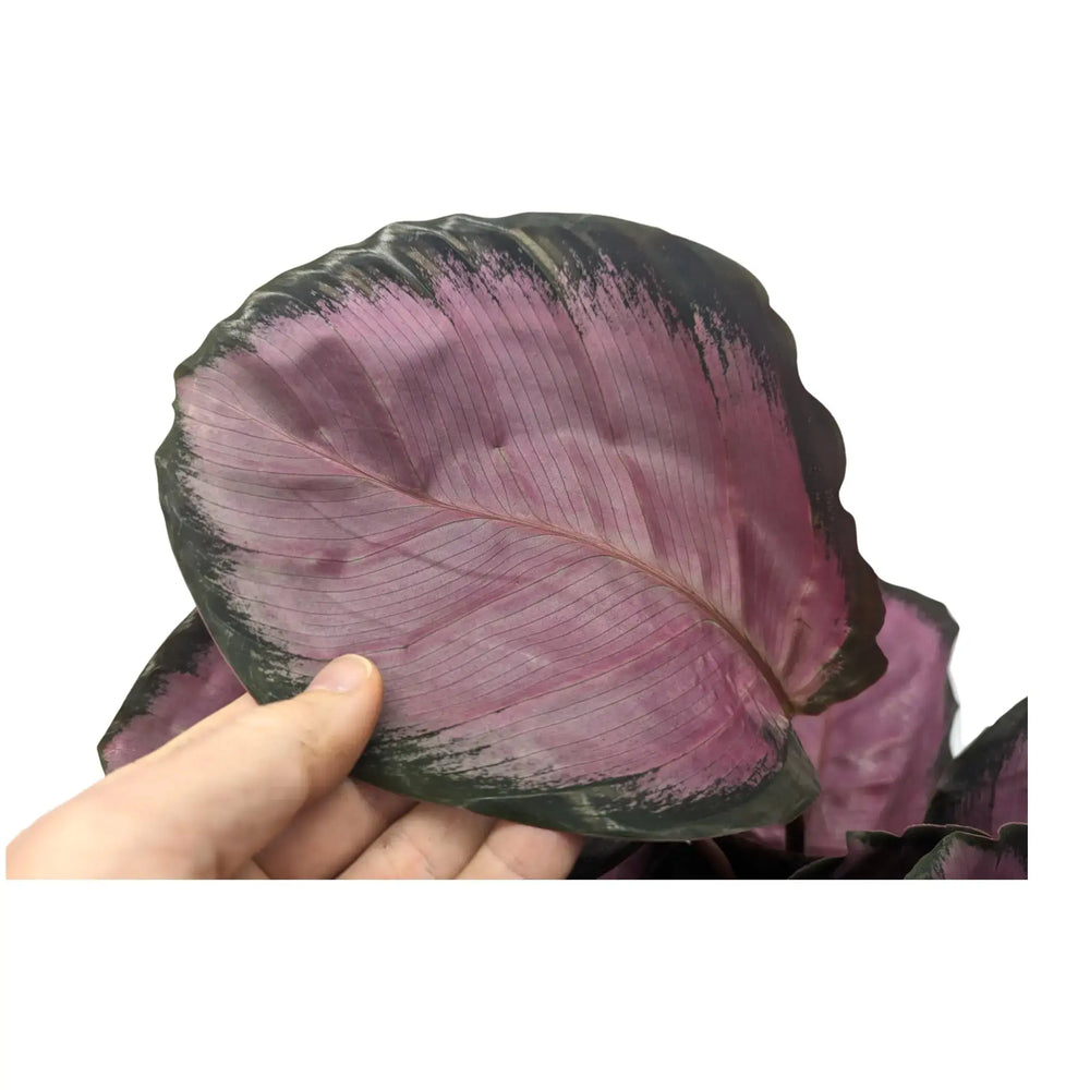 Calathea roseopicta Crimson_3_thumb