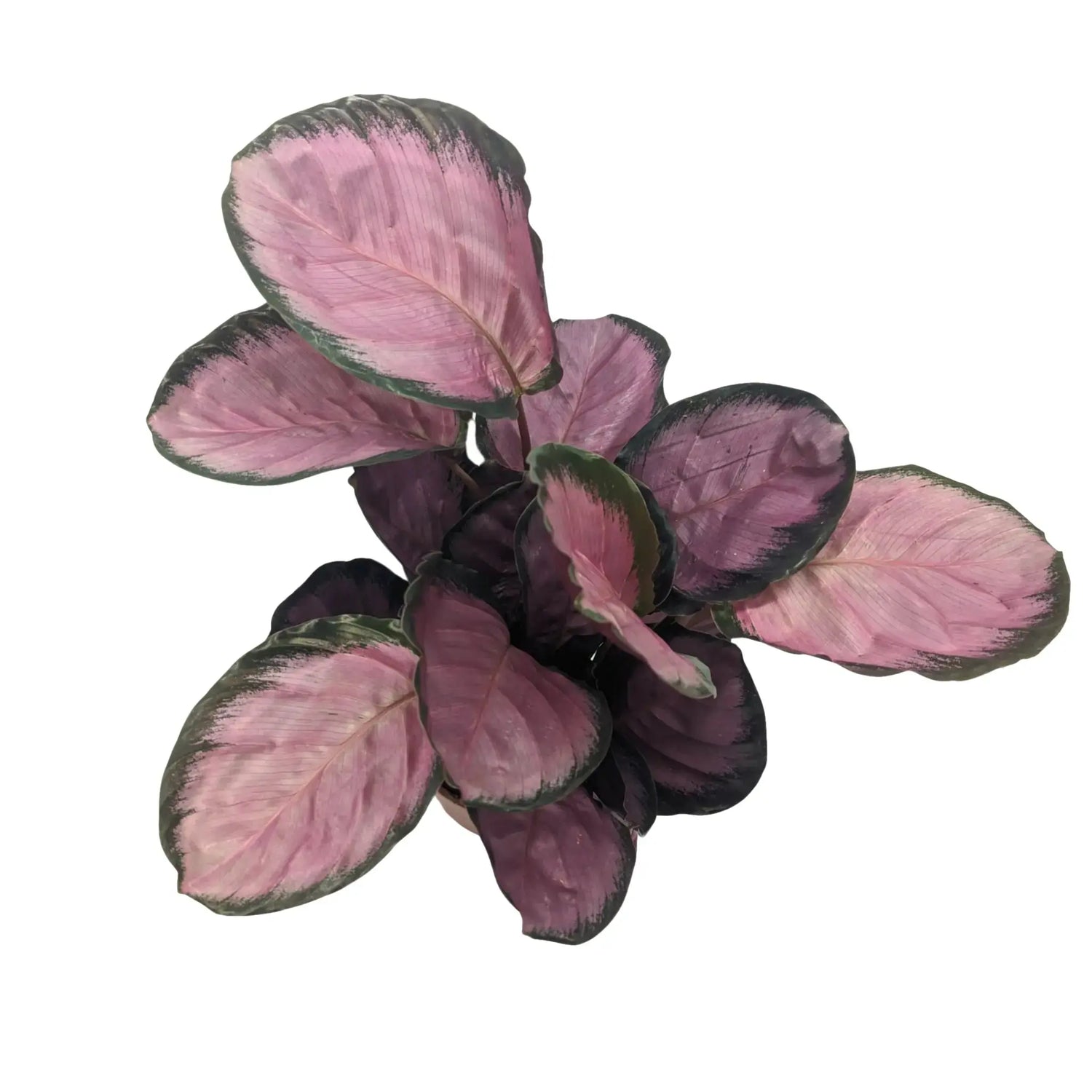Copy of Calathea Rosey - Peacock Plant Leaf Culture