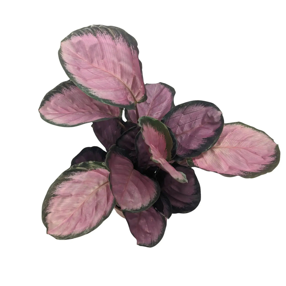 Calathea roseopicta Crimson_4_thumb