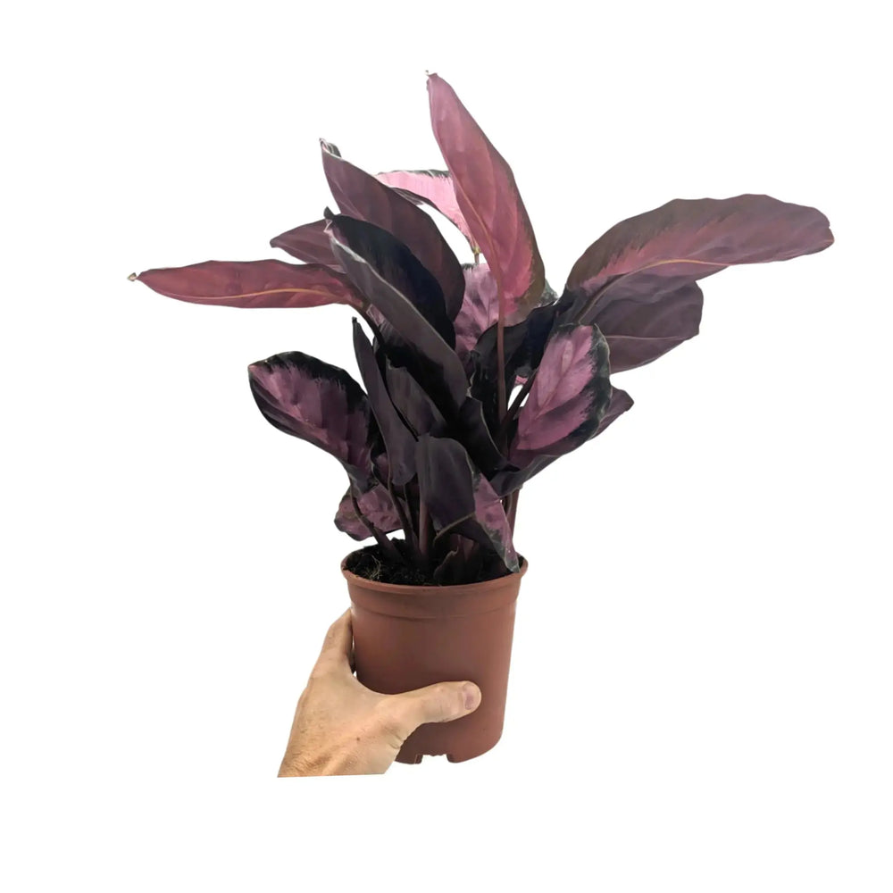Calathea roseopicta Crimson_5_thumb