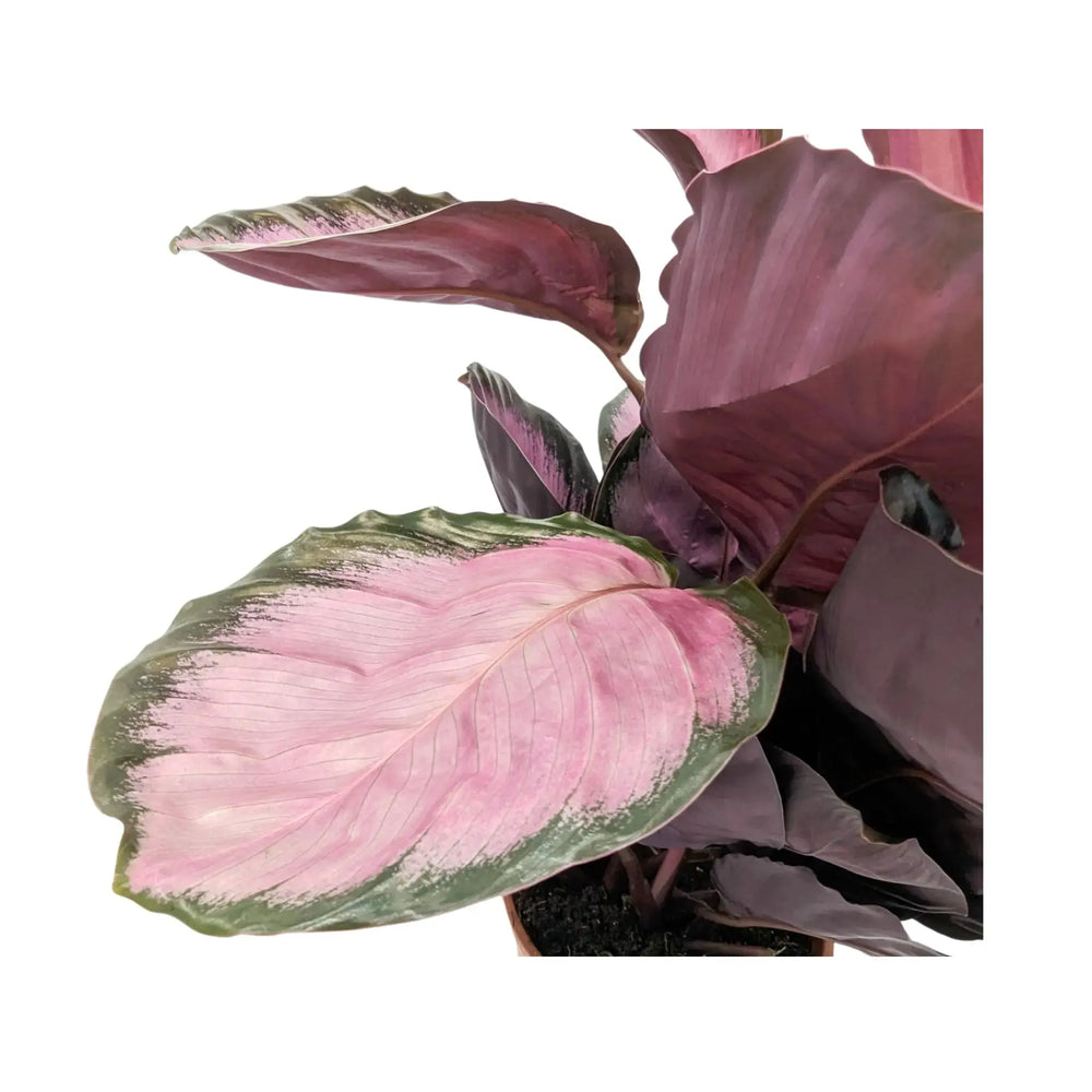 Calathea roseopicta Crimson_6_thumb