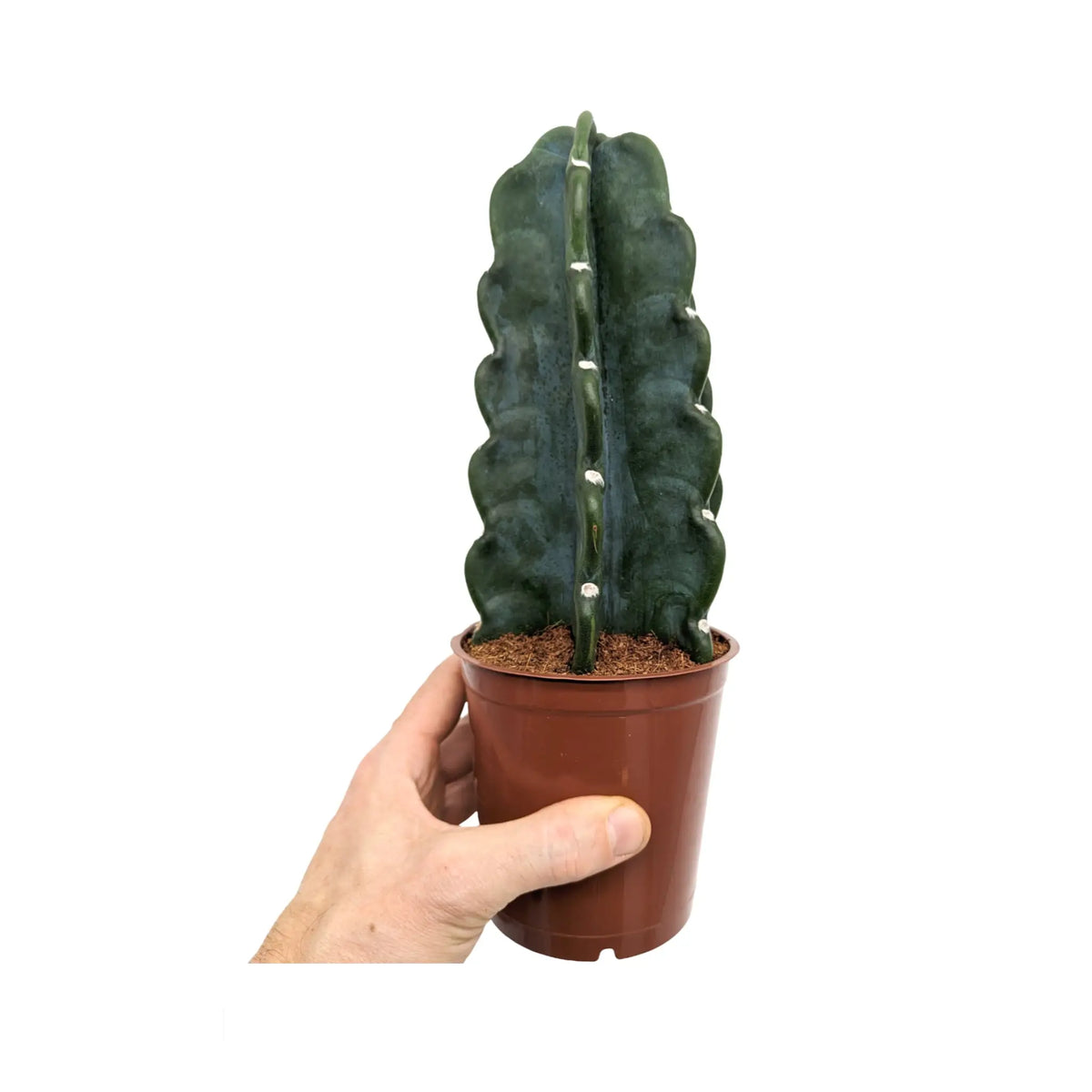 Copy of Opuntia - Roadkill Cactus Leaf Culture