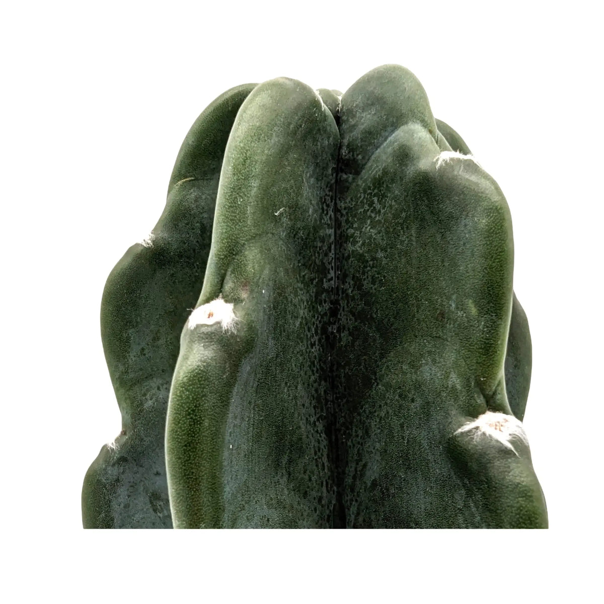 Copy of Opuntia - Roadkill Cactus Leaf Culture