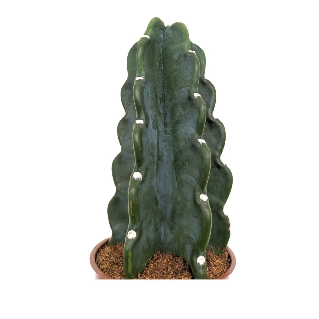 Copy of Opuntia - Roadkill Cactus Leaf Culture