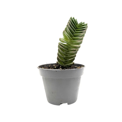 Crassula Buddah&