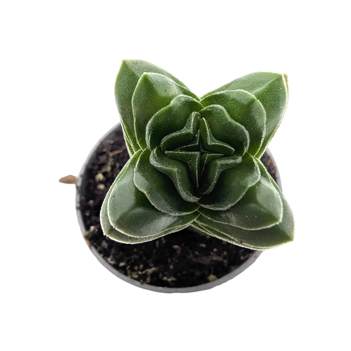Crassula Buddah's Temple Leaf Culture