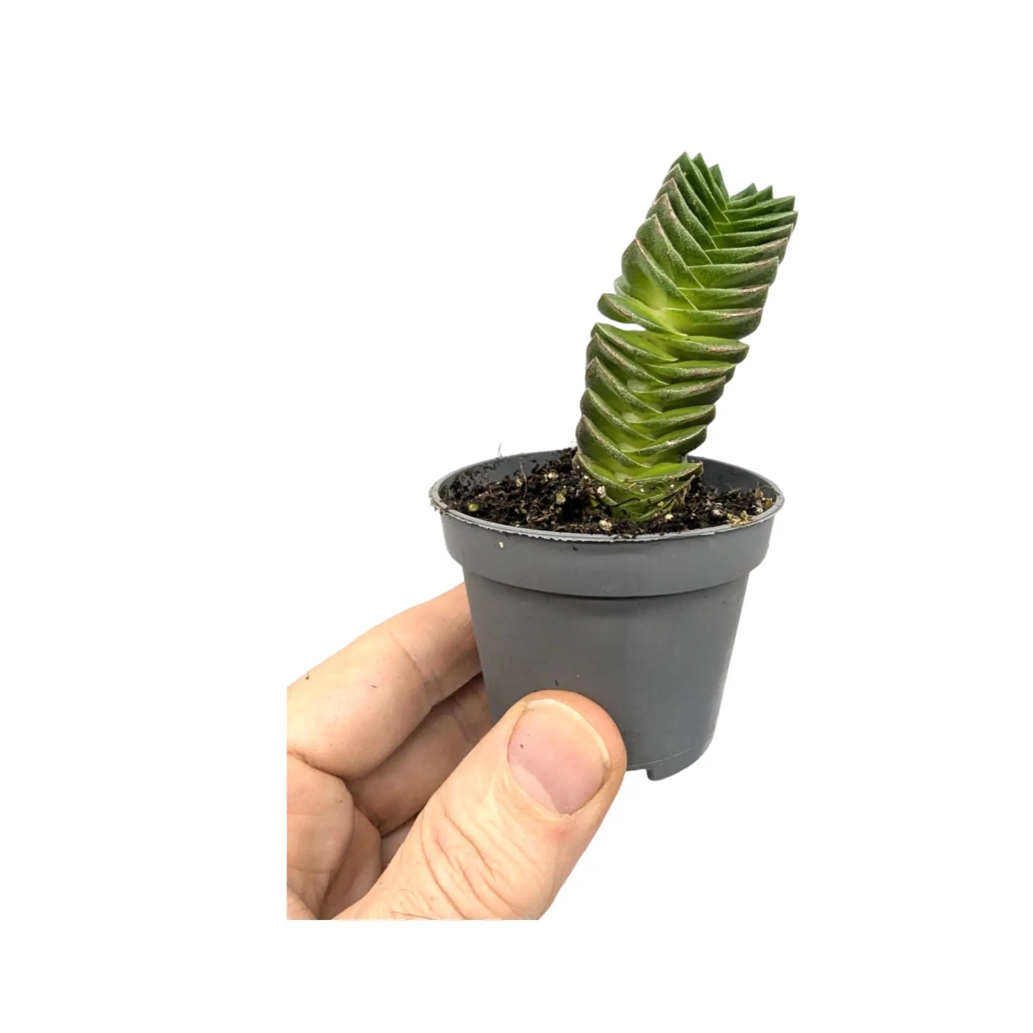 Crassula Buddah&