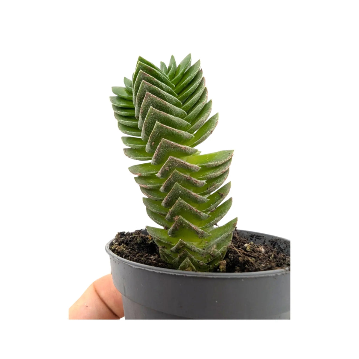 Crassula Buddah's Temple Leaf Culture