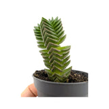 Crassula Buddah's Temple Leaf Culture
