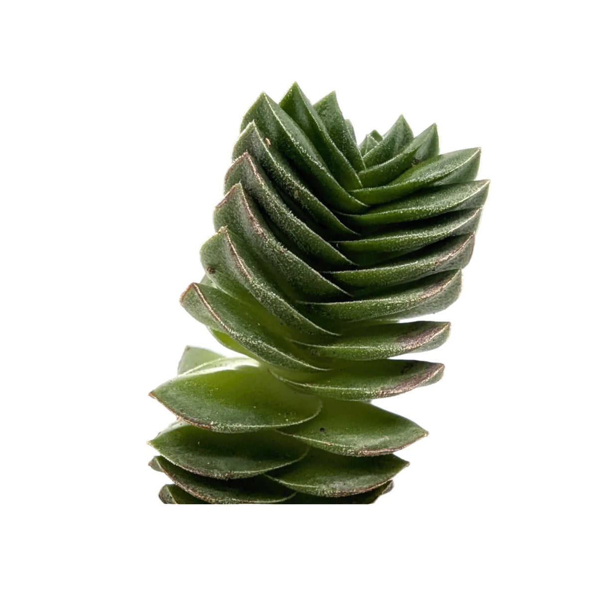 Crassula Buddah's Temple Leaf Culture