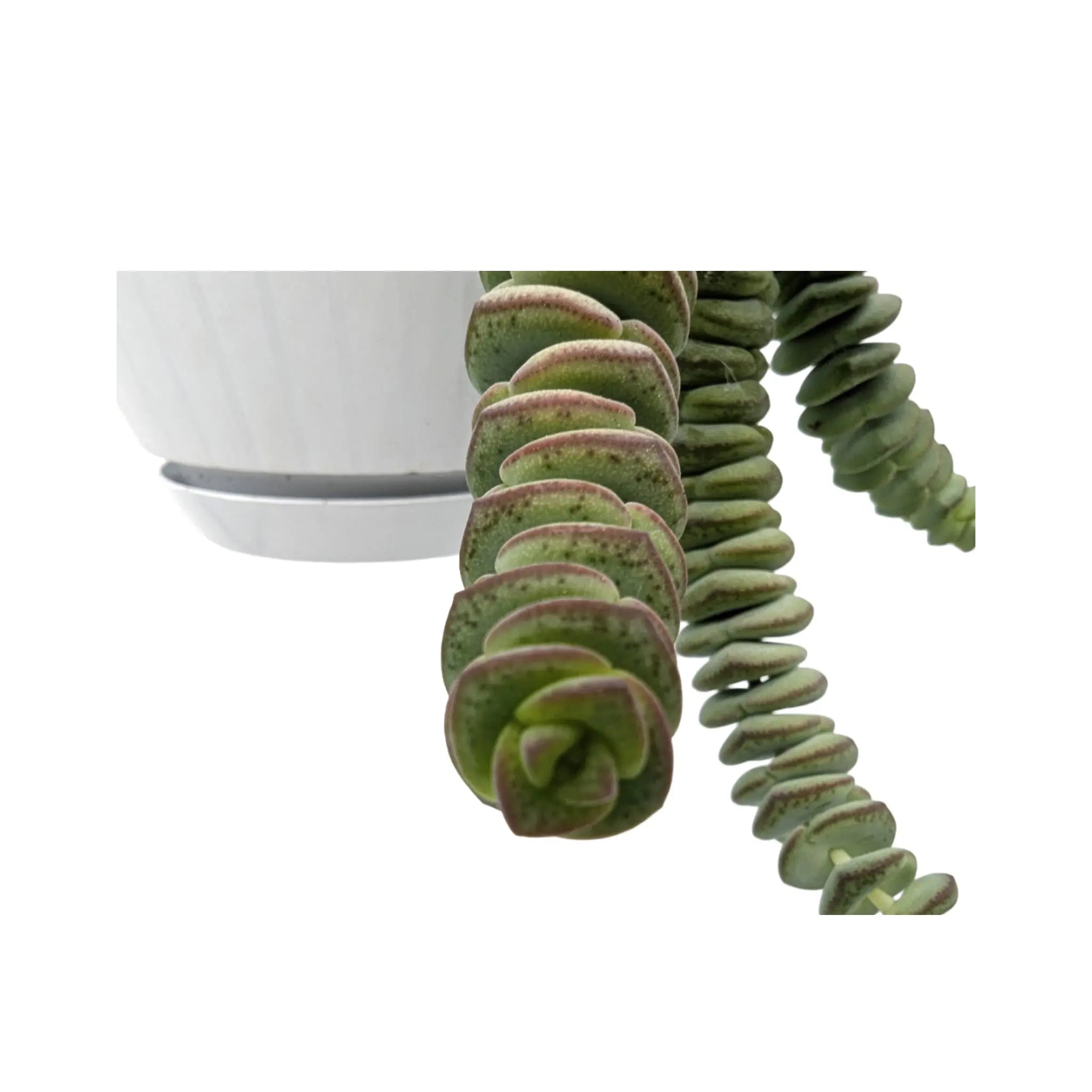 Crassula Hottentot | Trailing Jade Necklace Leaf Culture