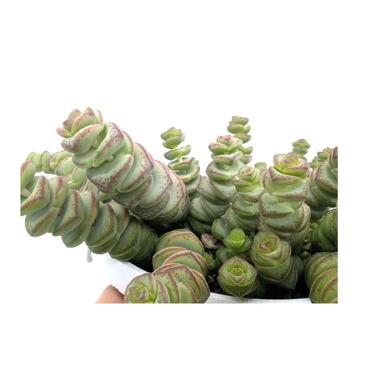 Crassula Hottentot | Trailing Jade Necklace Leaf Culture