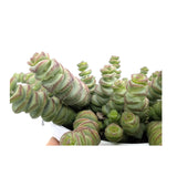 Crassula Hottentot | Trailing Jade Necklace Leaf Culture