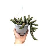 Crassula Hottentot | Trailing Jade Necklace Leaf Culture