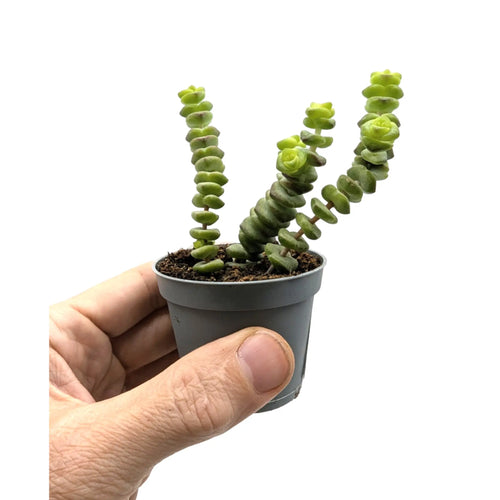 Crassula Hottentot | Trailing Jade Necklace Leaf Culture