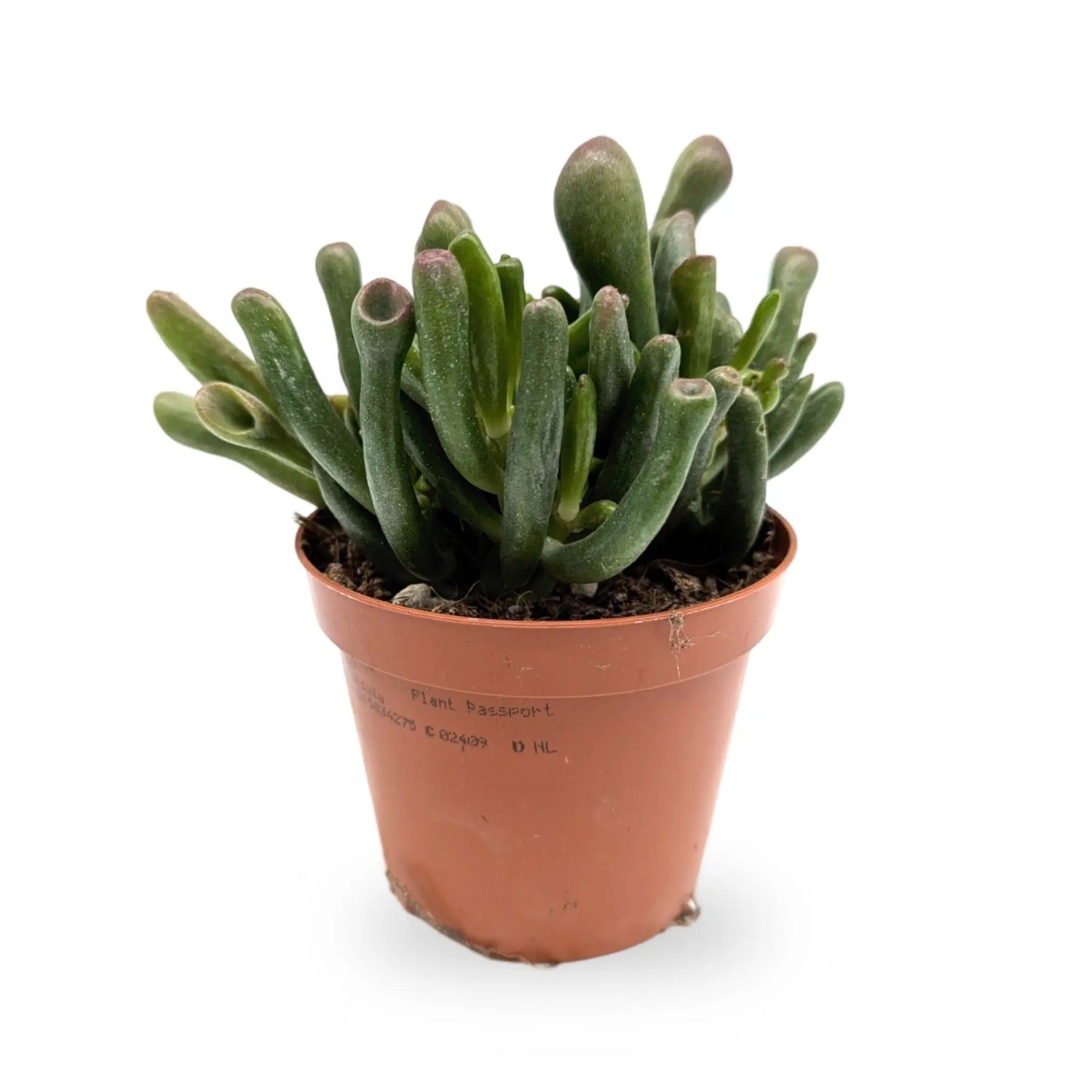 Crassula ovata Gollum | Finger Jade Leaf Culture