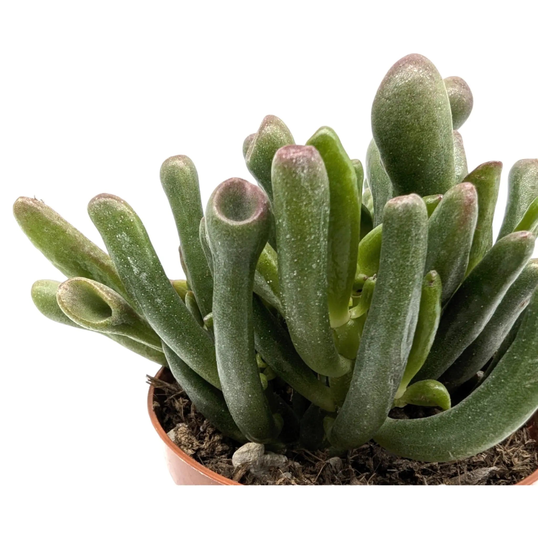 Crassula ovata Gollum | Finger Jade Leaf Culture