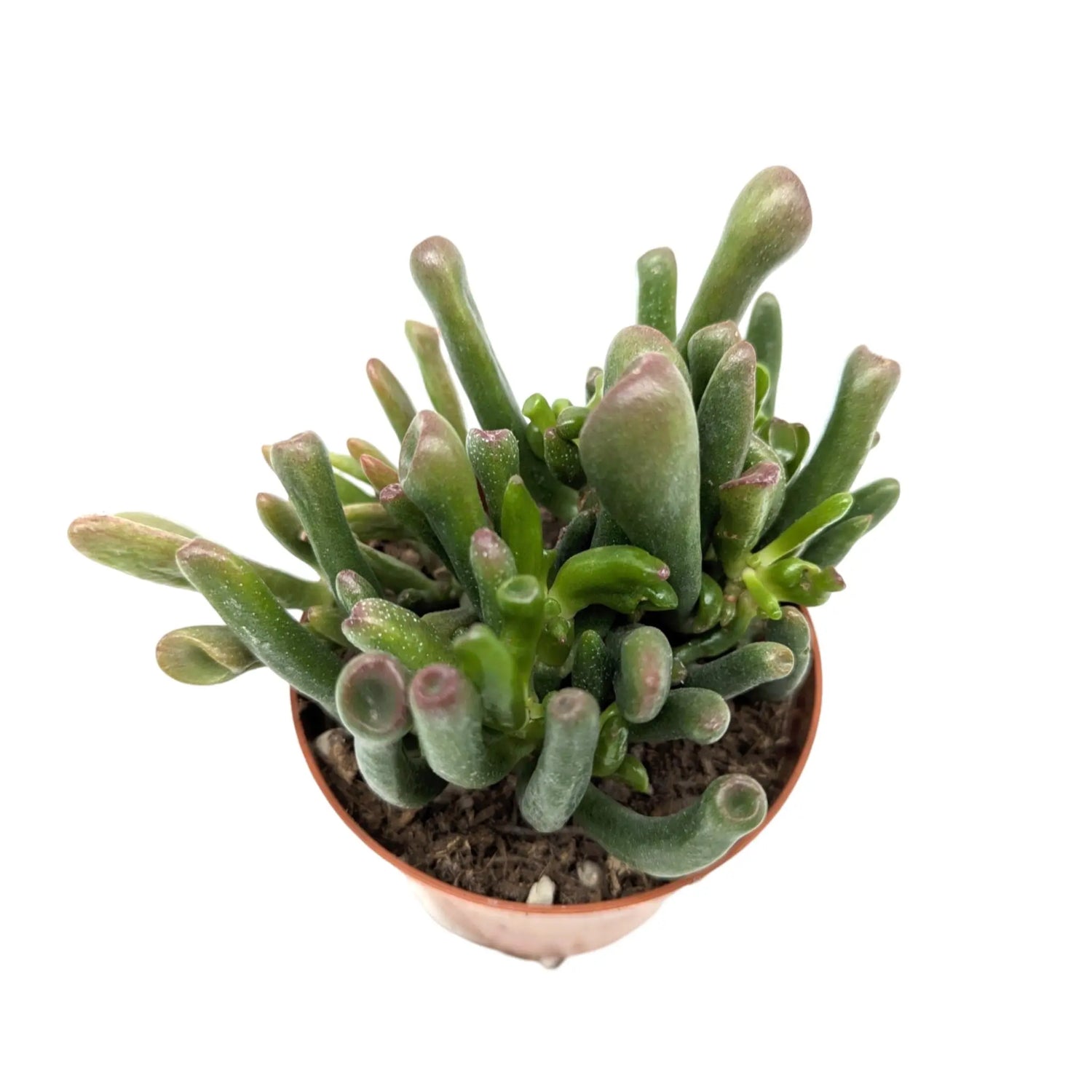 Crassula ovata Gollum | Finger Jade Leaf Culture