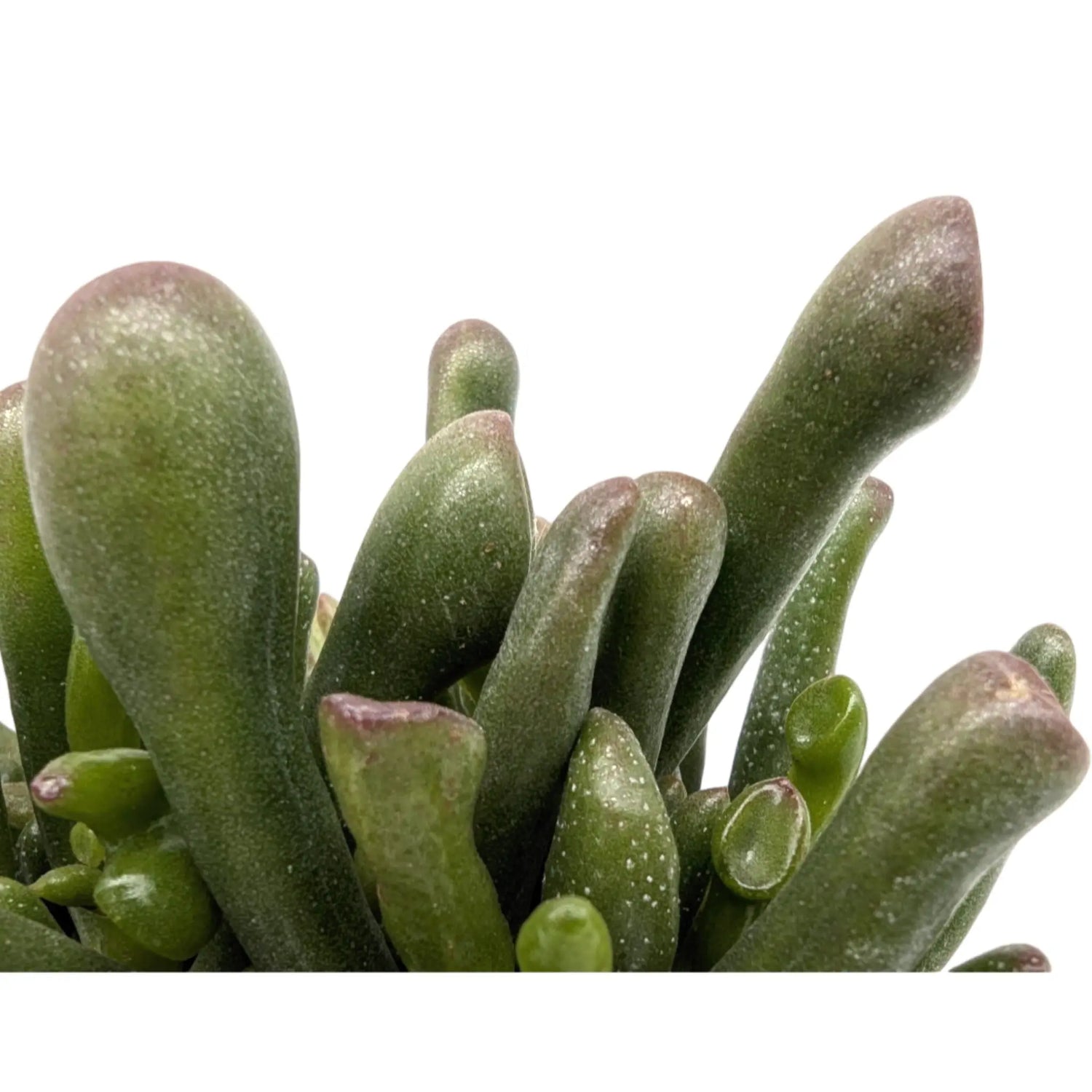 Crassula ovata Gollum | Finger Jade Leaf Culture